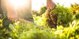 Permaculture et agriculture biologique